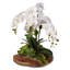 Real Touch 6-Stem Phalaenopsis Silk Orchids with Succulents Floral Arrangement