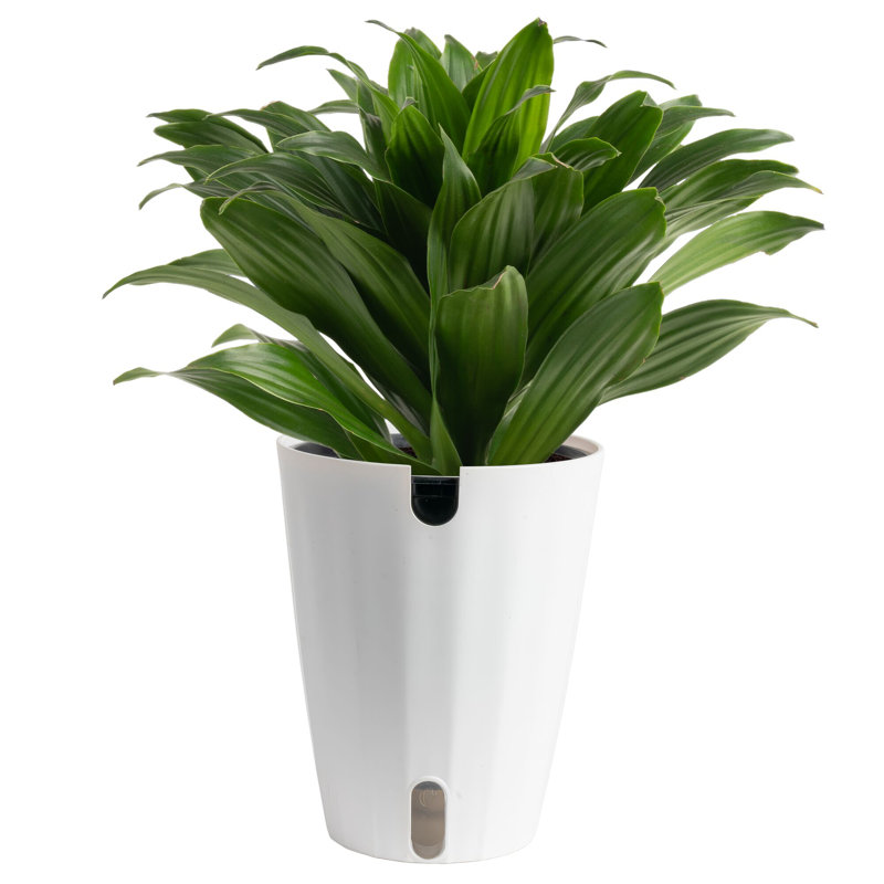 Dracaena Plant in Planter