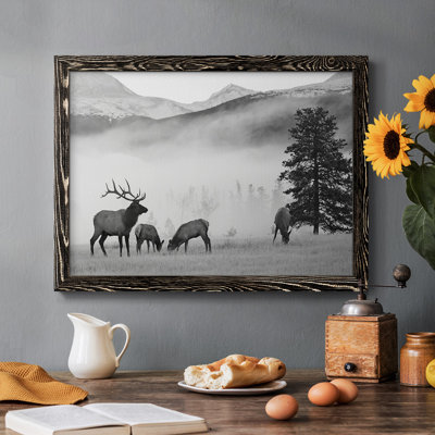 Élan des montagnes