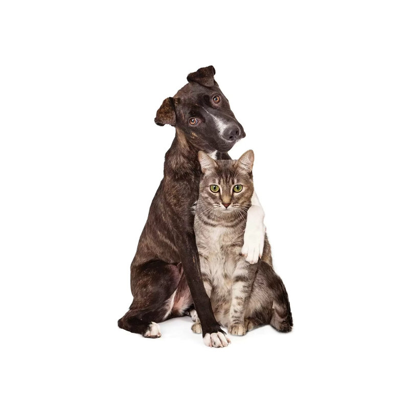 Dog With Arm Around Cat by Susan Schmitz - Wrapped Canvas Gallery-Wrapped Canvas Giclée, 30.48 cm H x 30.48 cm W