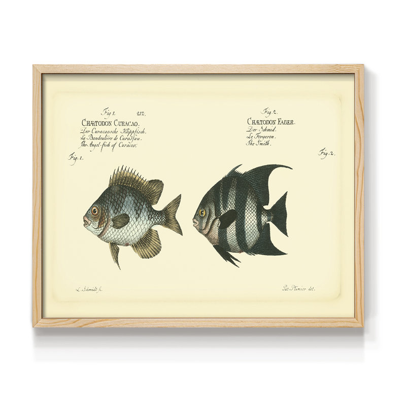 Bloch Antique Fish II -Framed Print - Restickable, Natural, 11" H x 14" W