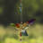 Kashius Plastic Animals Rain Chain