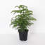 Live Norfolk Island Pine Plant, 6" Diameter