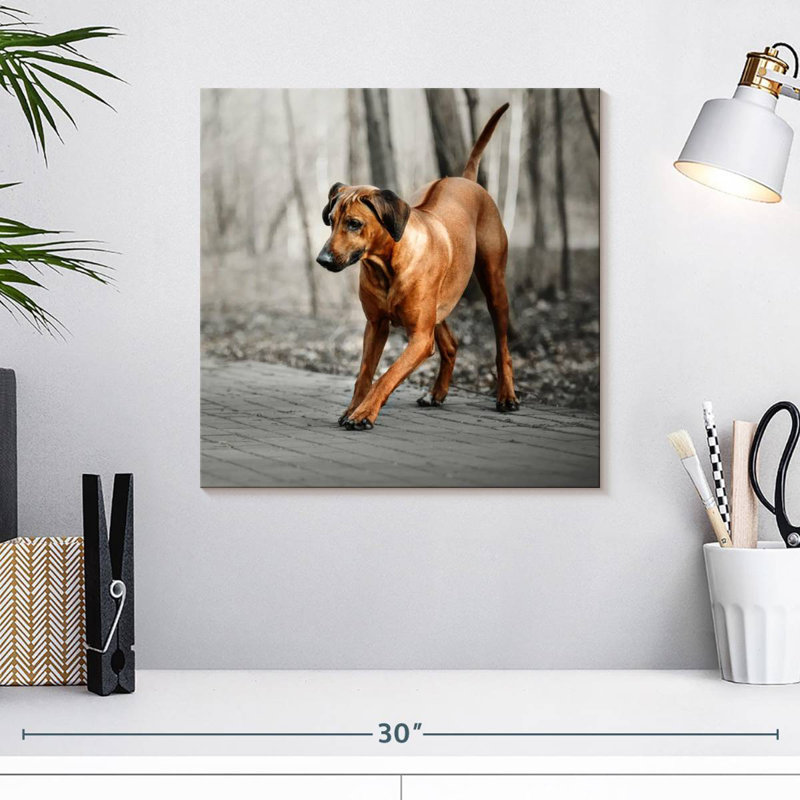 Brampt Rhodesian Ridgeback Puppy, 16" H x 16" W
