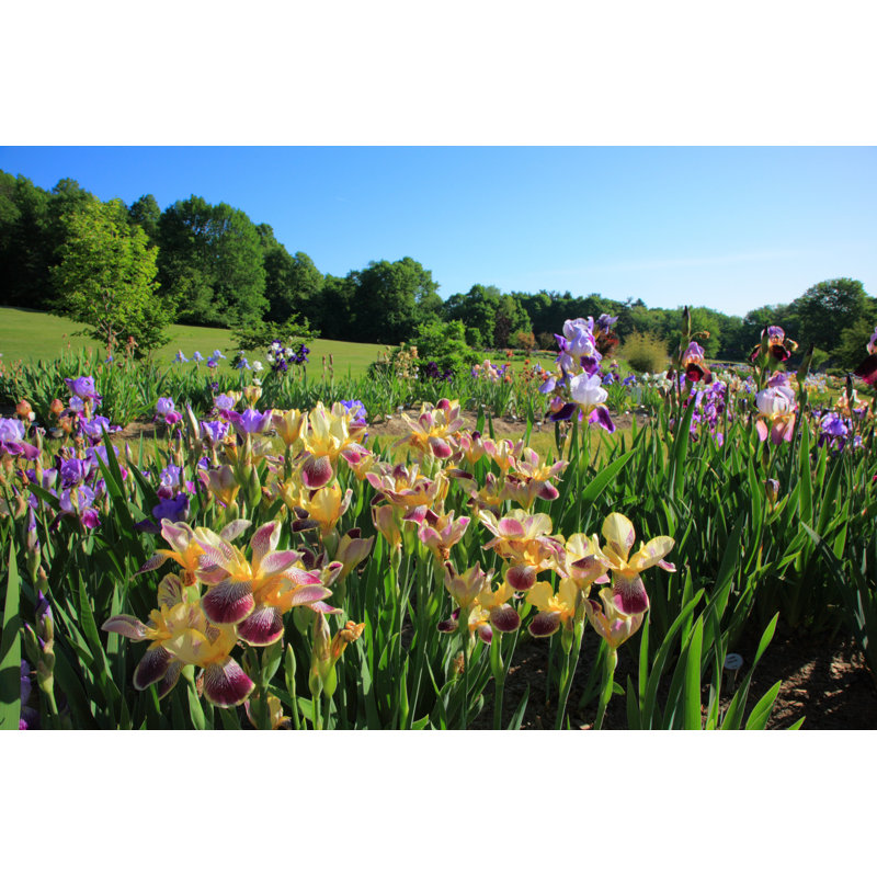 Iris Garden View by Georgeolsson - Wrapped Canvas Print, 30cm H x 46cm W