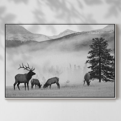 " Mountain Elk "