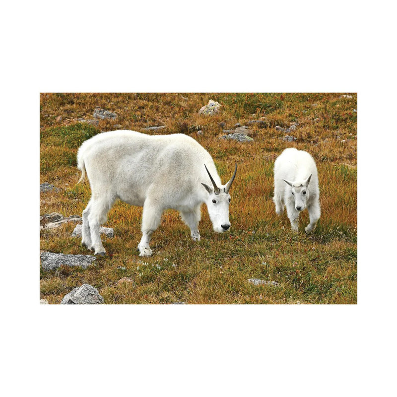 Mountain Goat And Kid by Brian Wolf - Gallery-Wrapped Canvas Giclée on Canvas, No Frame, 20.32 cm H x 30.48 cm W