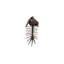Trilobites Wall Décor, Metal