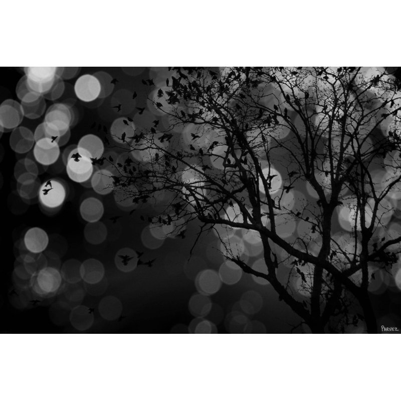 Parvez Taj - Wrapped Canvas Print, 51cm H x 76cm W