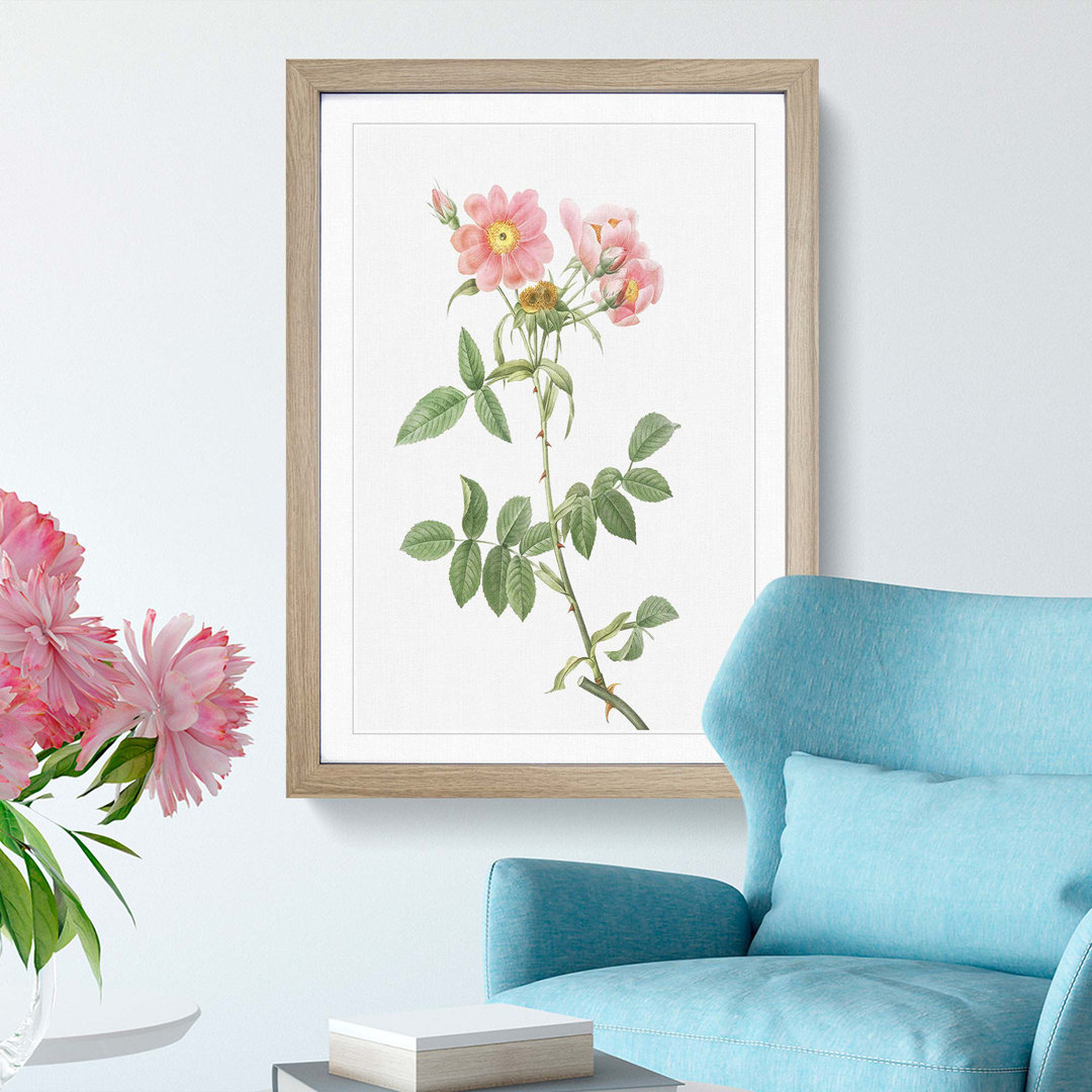 Rose of Lady Monson in Pink by Pierre-Joseph Redouté - Picture Frame Graphic Art Print