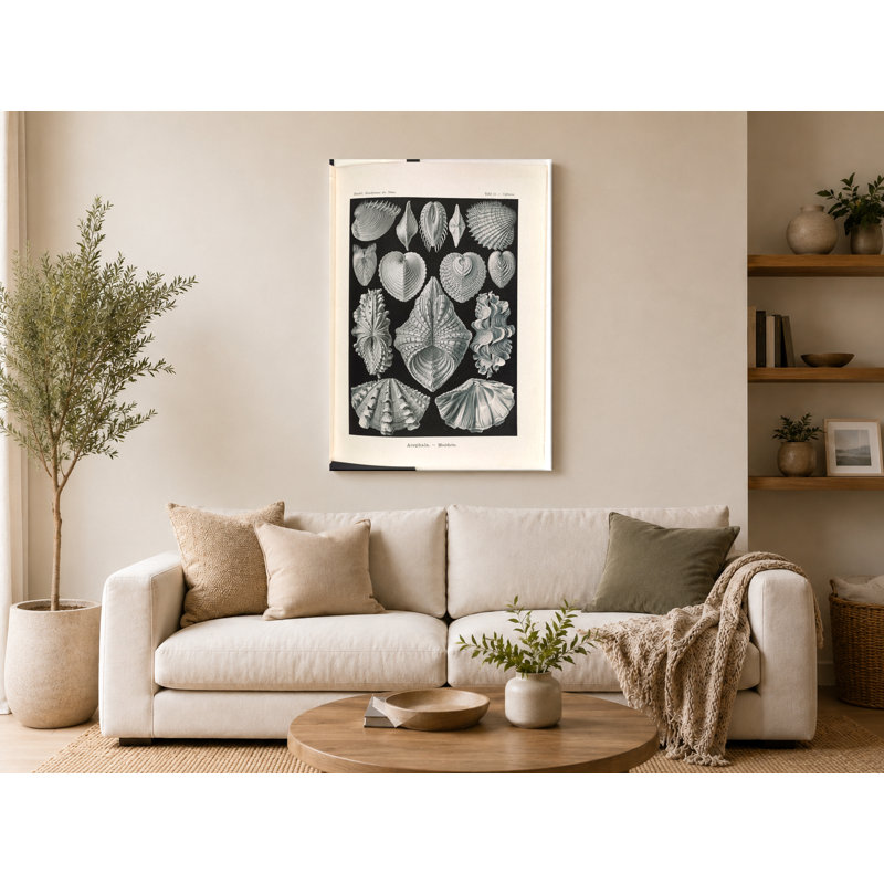 Acephala (Muscheln) - planche 35, Turribridge (1904) - art mural sur toile, 14" W x 11" H