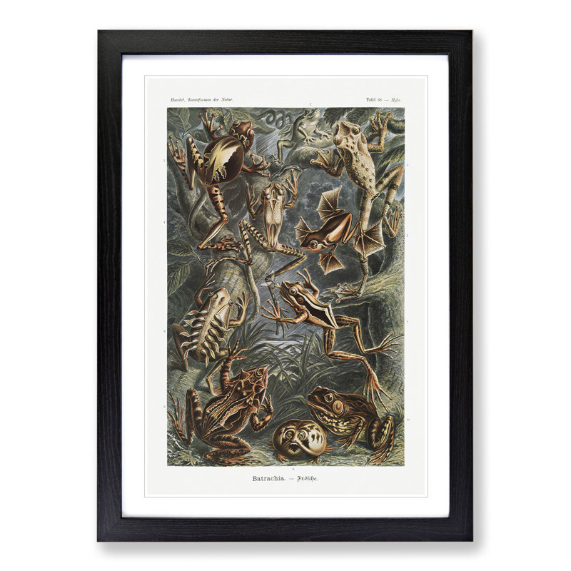 Frogs and Toads by Ernst Haeckel - Framed Print, 48cm H x 36cm W x 2cm D, Black Framed
