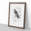 Bird Illustration PL. 25 by Charles D' Orbigny - Single Picture Frame Painting-55457196-55457197
