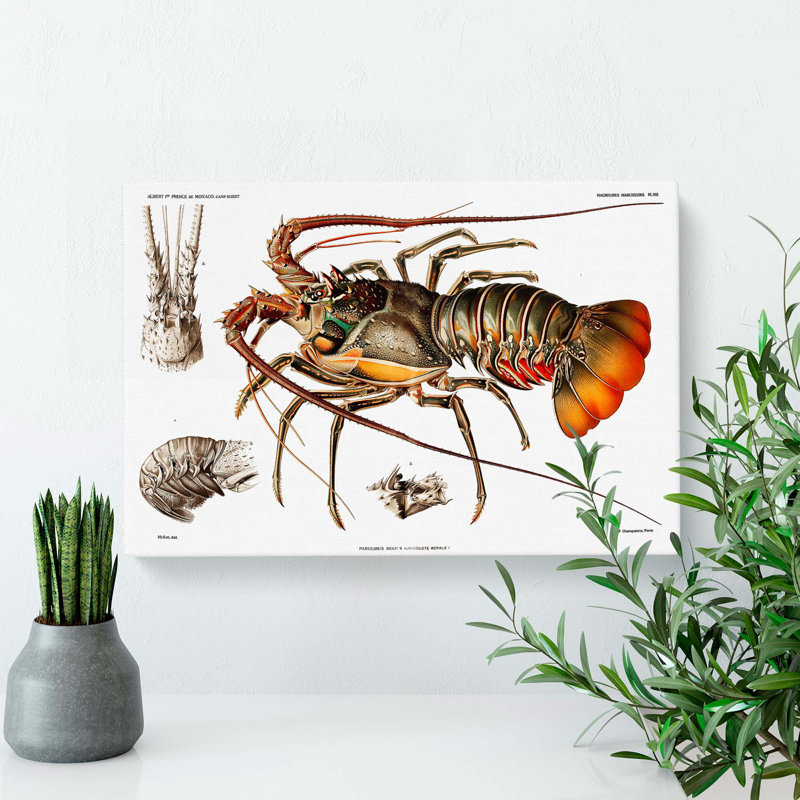 European Lobster by Albert I - Wrapped Canvas Painting, 35cm H x 50cm W x 3cm D