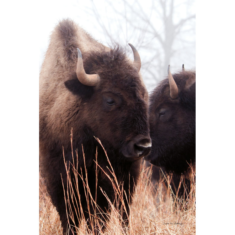 Bison d'Amérique VI, H 36 po x l 24 po