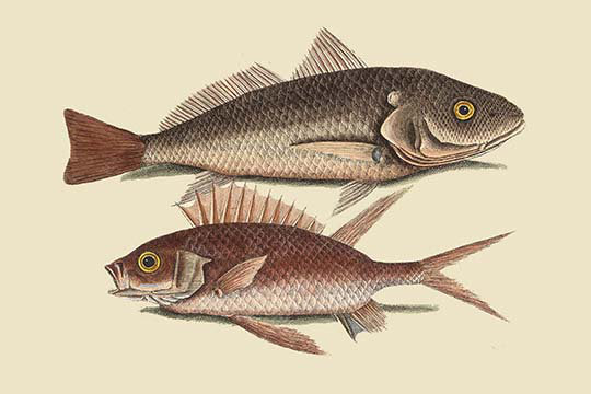 « red sea perchoir » par mark catesby, impression, H 24 po x l 36 po x P 1,5 po
