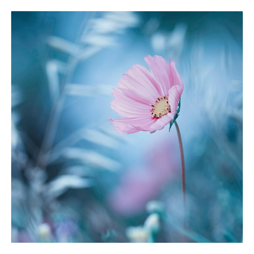 Leinwandbild - Blüte In Pastell