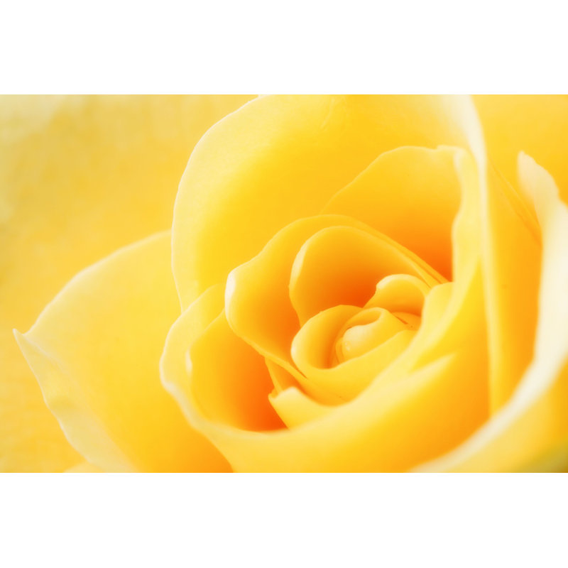 «Cohe Yellow Rose» par Humonia - photographie sur toile tendue, H 8 po x l 12 po