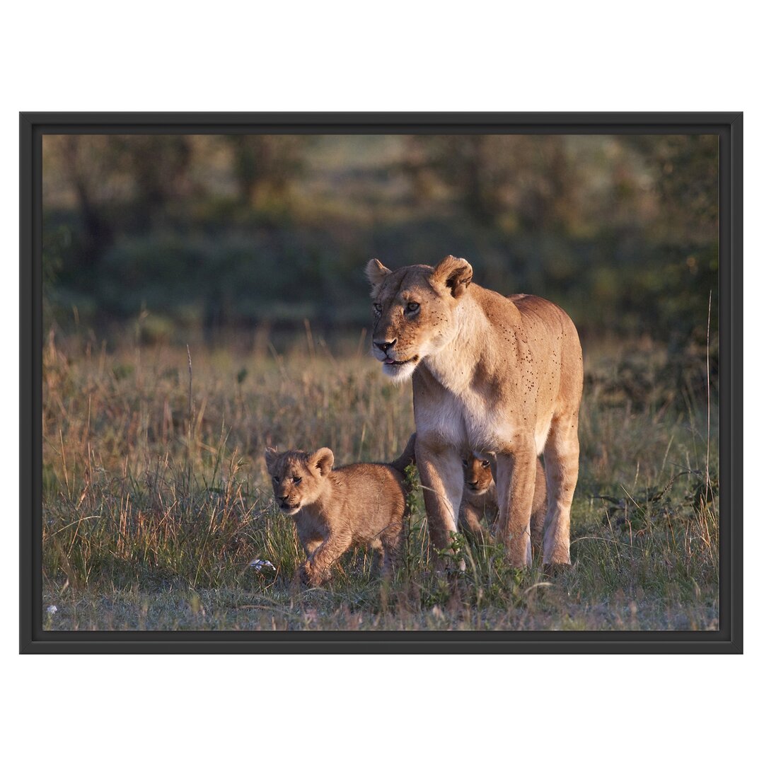 Gerahmtes Wandbild Löwenmutter mit Jungtieren