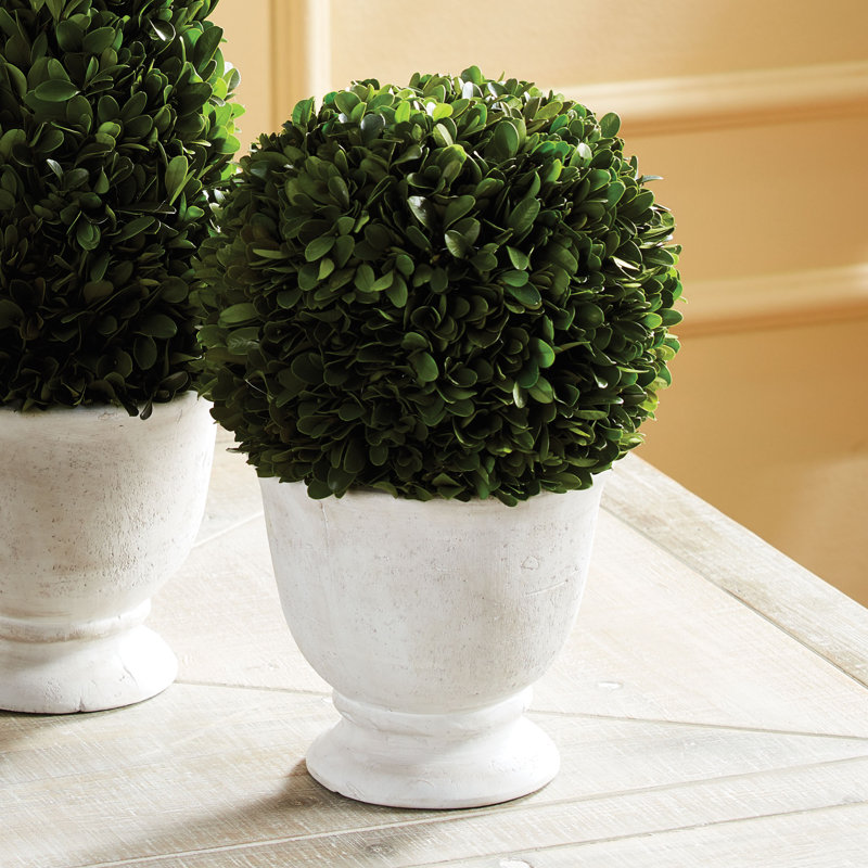 Boxwood Ball Topiary In Pot Small, 12'' H X 8'' W X 8'' D