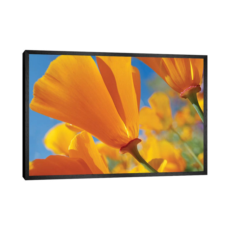 California Poppy Flowers, Antelope Valley, California I by Tim Fitzharris - Gallery-Wrapped Canvas Giclée on Canvas