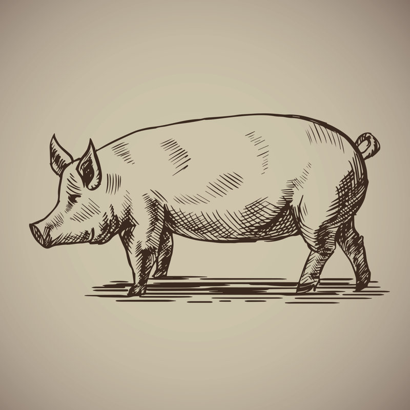 Pig by Eseninstudio - Wrapped Canvas Print, 30cm H x 30cm W x 3.8cm D