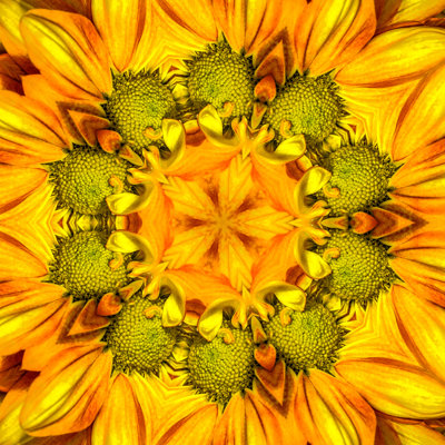 Daisy Mandala par Kenwiedemann