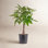 Costa Farms Pachira Aquatica Money Tree Plant
