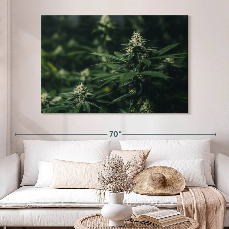 Marijuana fraîche, H 34 po x l 51 po