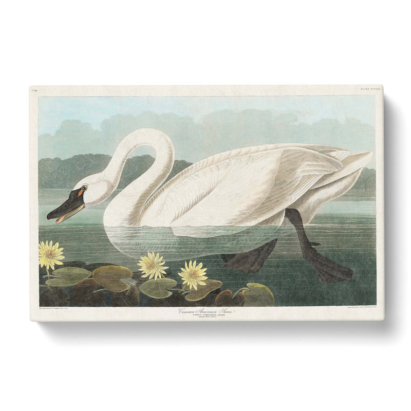 American Swan by John Audubon - Wrapped Canvas Painting, 50cm H x 76cm W x 3cm D