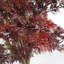 120cm Aralia Plant