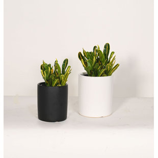 Upshining Live Foliage Plant in Ceramic Pot