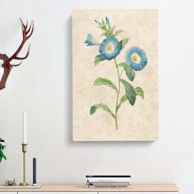 Field Bindweed Flowers by Pierre-Joseph Redoute - Wrapped Canvas