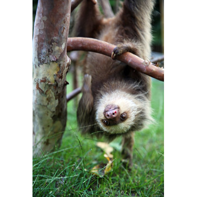 «Happy Baby Sloth» par Georgepeter