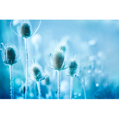 Winter Thistle by Jasmina007 - Wrapped Canvas Print