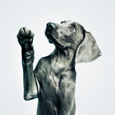 Weimaraner Puppy by Thepalmer