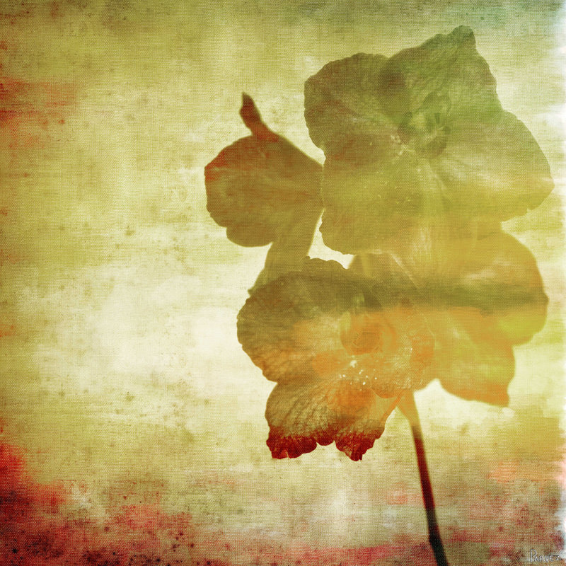 Parvez Taj - Wrapped Canvas Print, 101cm H x 101cm W