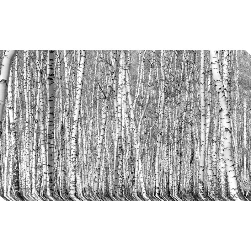« birching environ 6 », reproduction de photo sur toile tendue, H 28 po x l 48 po x P 1,5 po