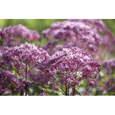 Weed Flower by Photoshopped
