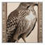  Tapis lavable Eurasian Sparrowhawk Birds-1892800310