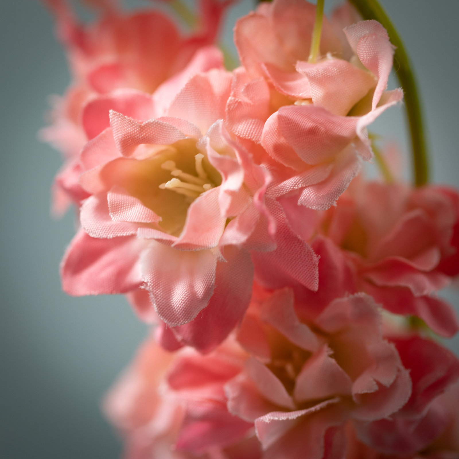 Larkspur Sprays, Pink