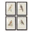 Barn Owl - ensemble de 4 reproductions de cadres photo-868360941-868360935