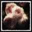 Roses And Shadows - Single Picture Frame Painting-1756314792