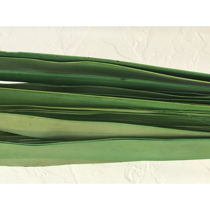 Elmhur Arrangement, Fern Green