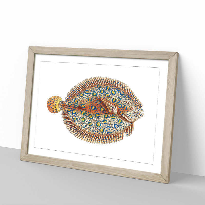 Argus Flounder Fish by George Shaw - Framed Print, 40cm H x 60cm W x 2cm D, Oak