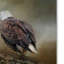 «Vidur« Quiet Conversation Bald Eagles », reproduction d'impression sur toile tendue-22073560