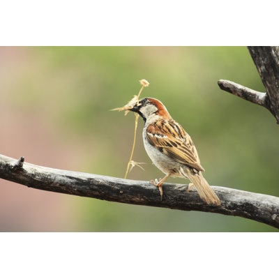 Male House Sparrow - Wrapped Canvas Print