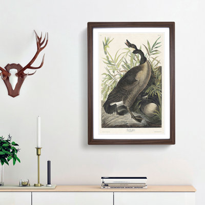 Canada Goose by John Audubon - Framed Print