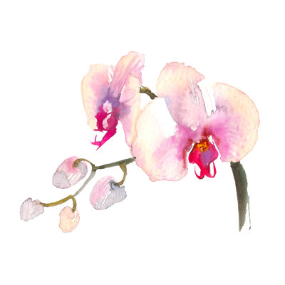 Orchidée rose délicate d'Adelmina sur toile