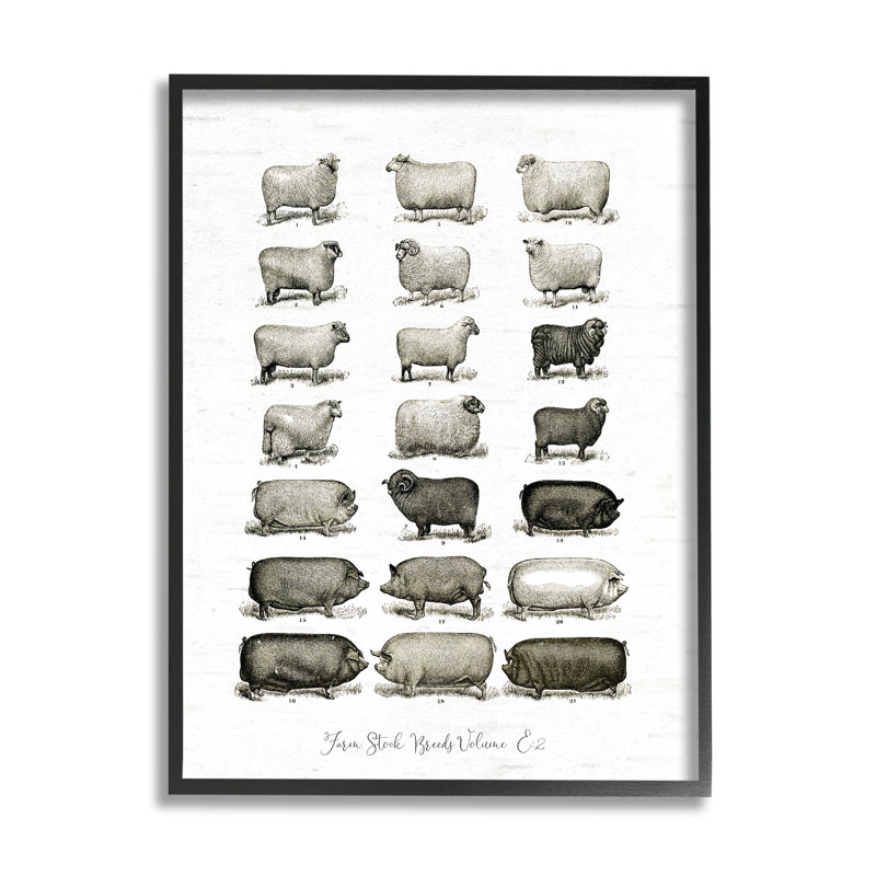 Porcs de ferme, Giclée encadrée noir minuit, 14" H x 11" W x 1.5" D